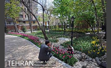 رویش گل های لاله در باغ ایرانی 1