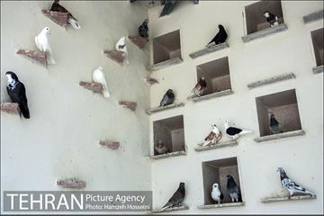 باغ پرندگان تهران 32