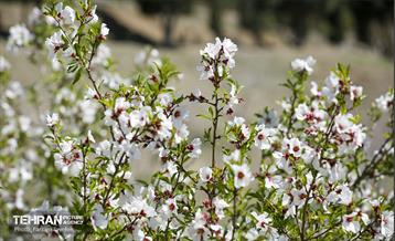 و اینک بهار 7