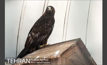 باغ پرندگان تهران 5