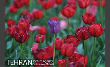 باغ ایرانی (بوستان مهندس مختاری) 44