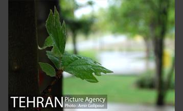 تهران بهاری 16