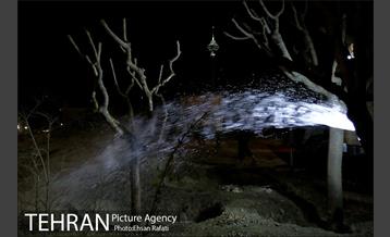 ​جا به جایی درختان گیشا به دلیل ساخت زیرگذر 35