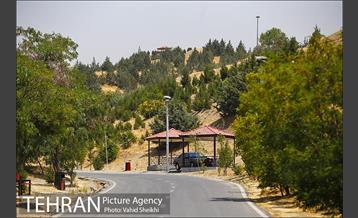 بوستان جنگلی یاس فاطمی 11