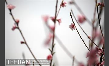 بهار در تهران 21