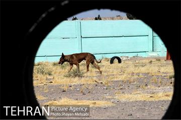 نقاهتگاه سگ های بدون صاحب واقع در آراد کوه 23