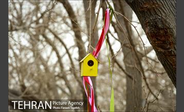 آرایش درختان کهنسال توت در محله کن 17