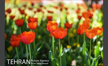 رویش لاله ها در پارک شهر 2