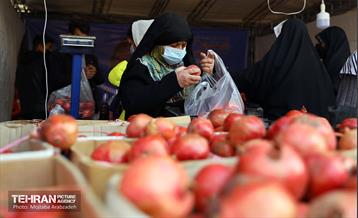 جشنواره انار «صد دانه یاقوت» 24