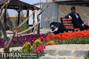 باغ گل لاله های ایرانی در بوستان آبشار تهران‎ 27