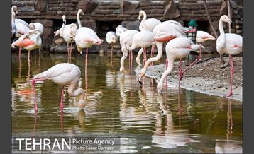 باغ پرندگان 29