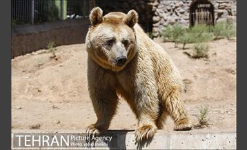 باغ وحش ارم 1