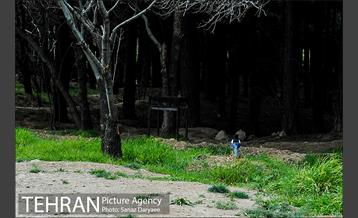 طبیعت بهاری بوستان سرخه حصار‎ 4