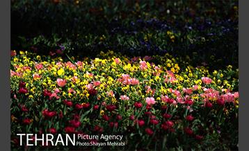 رویش گل های لاله در پارک شهر 16