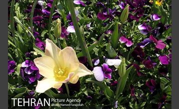 لاله های بهاری پارک شهر 5