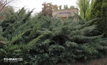 بوستان بانوان نرگس 4