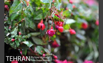 شانزدهمین نمایشگاه بین المللی گل و گیاه تهران - 2 55