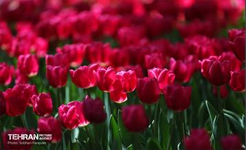 باغ ایرانی میزبان لاله‌ها 21