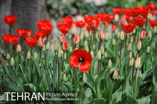 رویش گل های لاله در باغ ایرانی 27