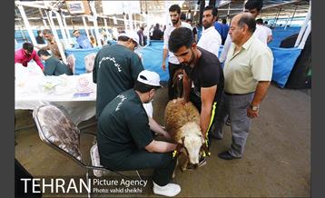 عرضه بهداشتی دام در جایگاه منطقه 2 شهرداری تهران  3