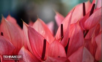 بیستمین نمایشگاه بین‌المللی گل و گیاه 8