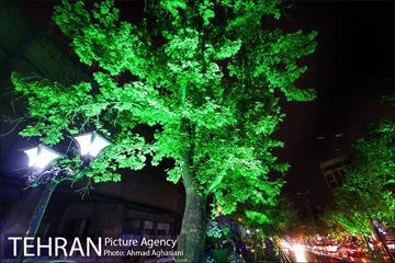 نورپردازی درختان بلوار میرداماد 15