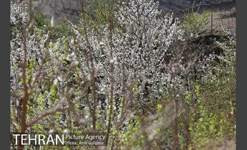 شکوفه های بهاری 6