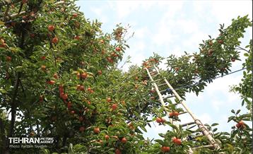 ششمین جشنواره خرمالو 24