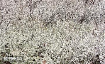 طبیعت بهاری روستای سنگان 28