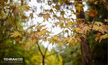 یک روز پاییزی در منطقه ۱۴