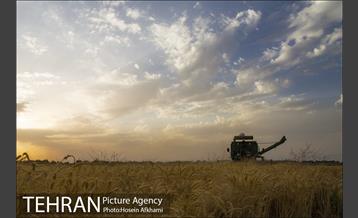 برداشت گندم در مزارع جنوب تهران‎ 1