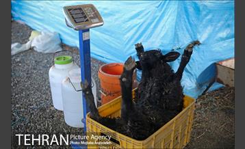 مرکز عرضه دام بهداشتی به مناسبت عید قربان در منطقه 14