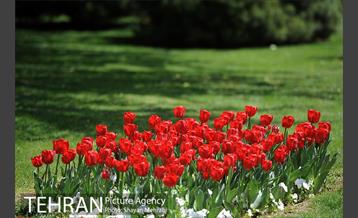 رویش گل های لاله در بوستان گفتگو 22