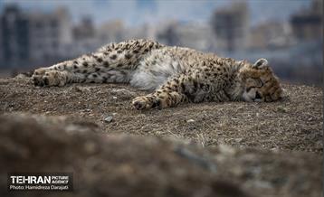 پیروز؛ پسر ایران 4