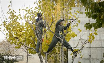 هرس درختان در منطقه 5