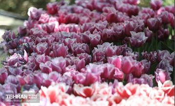 بازدید اصحاب رسانه از باغ ایرانی 10