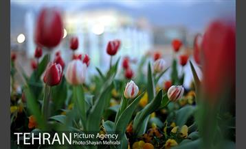 برج میلاد میزبان لاله های بهاری و تخم مرغ های رنگی 30