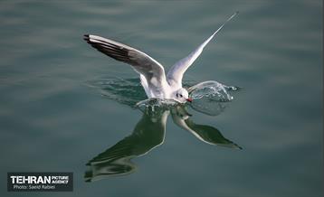 پرندگان مهاجر دریاچه چیتگر 21