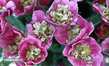 بازدید اصحاب رسانه از باغ ایرانی 18