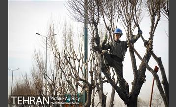 آغاز فصل هرس درختان- 3