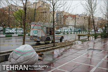 آئین کاشت درخت زندگی 44