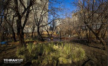 باغ گلاریس 41