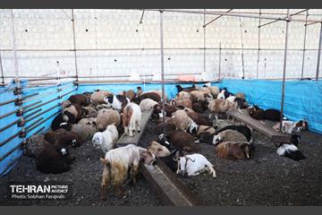 مرکز عرضه دام بهداشتی به مناسبت عید قربان 47
