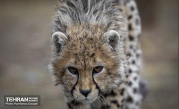 پیروز؛ پسر ایران 14