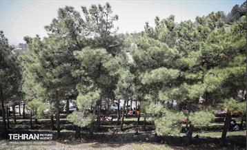 روز طبیعت در پارک جنگلی لویزان 16