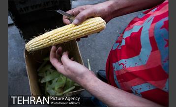 شیر بلال تابستان 19