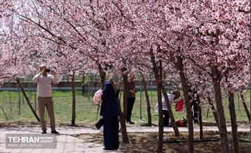 شکوفه‌های بهاری در بوستان سمن‌ها 16
