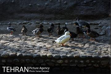 پارک ساعی 2