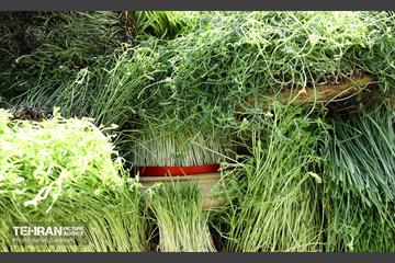 روز طبیعت در بوستان سرخ حصار 25