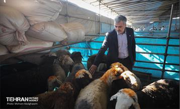 بازدید از مرکز عرضه بهداشتی دام ویژه عید قربان 49